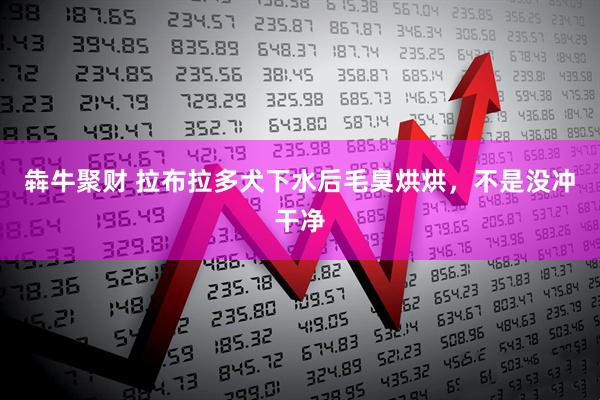 犇牛聚财 拉布拉多犬下水后毛臭烘烘，不是没冲干净